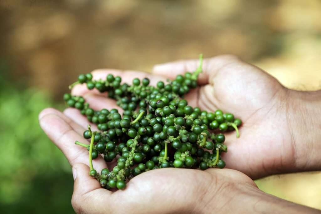 Close-up of hands holding fresh green peppercorns outdoors in Wayanad, India.